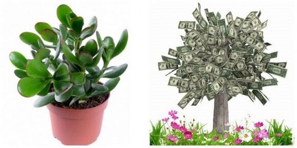 árvore do dinheiro para atrair boa sorte